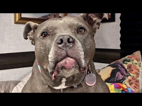 Rejected dog finally finds loving home #Video