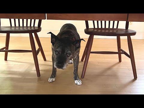 My dog keeps staring at me #Video