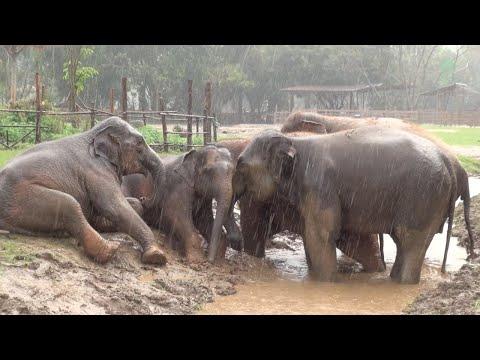 Elephants Revel in the Mud at Elephant Nature Park - ElephantNews #Video