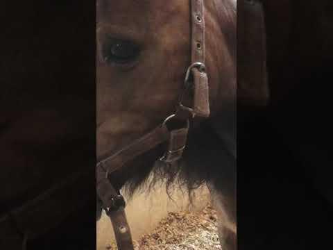 Horse Eating Treats ~ ASMR  #Video