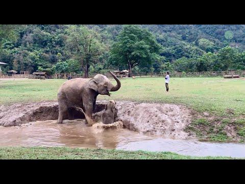 Baby Elephant Do A Mistake While Sliding Into Mud Pitch - ElephantNews #Video