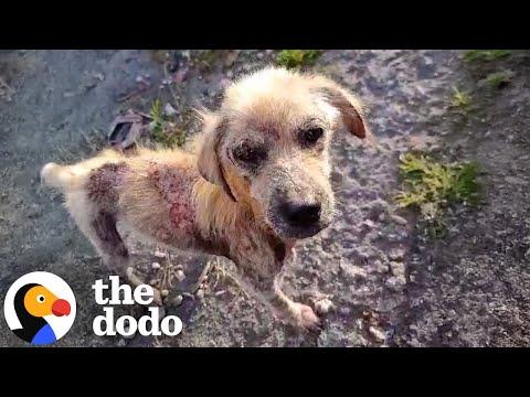 Mangy Street Dog Turns Into A Golden Retriever #Video