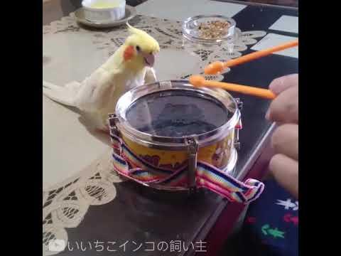 This bird loves drum so much #video