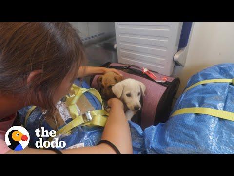 2 Puppies Found On Side Of Road Reunite Months Later #Video