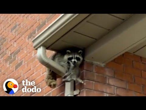 Mama Raccoon Gets To Reunite With Her Babies #Video