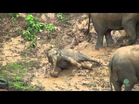 Elephants Play Mud Slider