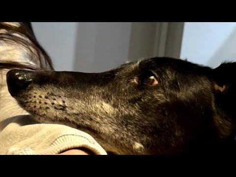 Lonely dog finds home after 5 years #Video