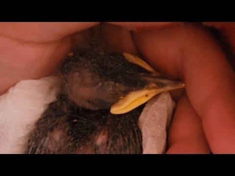 This woman raised a wild bird. Now they are soulmates. #Video