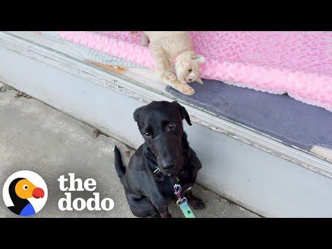 Labrador Falls For A Cat In The Window — So His Mom Adopts Her #Video
