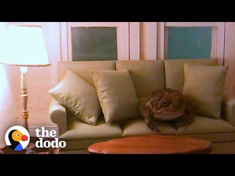 Tiny Toad Photographed In Dollhouse Is Hilariously Perfect #Video