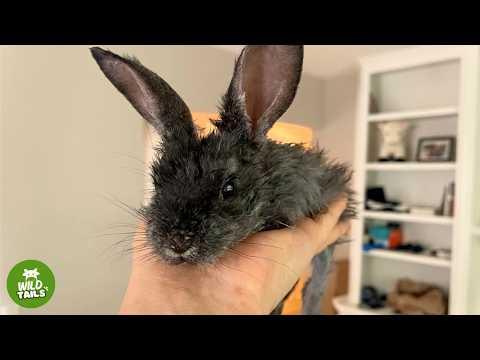 Tiny Bunny Is So Much Smaller Than His Baby Siblings - Now She Runs The House #Video