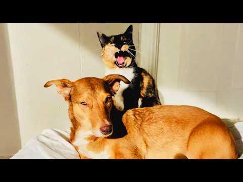 Rescue Dog Becomes Hearing Guide for Deaf Cat #Video