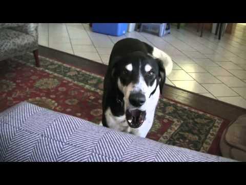 Talking Dog Wants a Kitty #Video