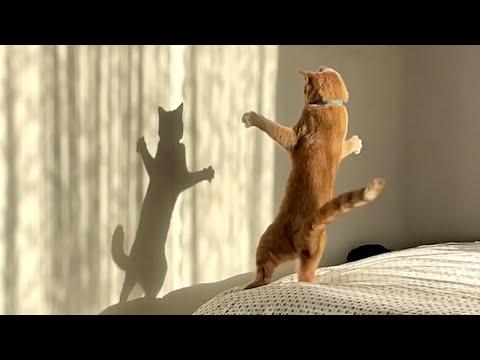 The Most dramatic cats moments ever!