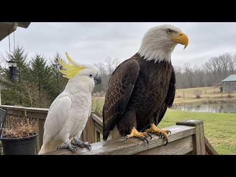 This Talking Parrot Has Absolutely No Fear of the Eagle #Video