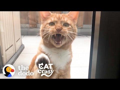 Life With A Cat | The Dodo Cat Crazy