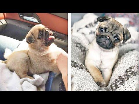 AWW SOO Cute and Funny Pug Puppies - Funniest Pug Ever #34 #Video