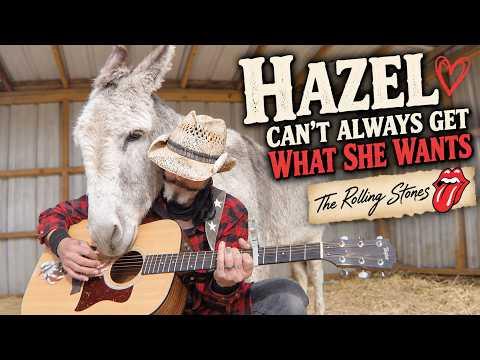 Hazel the Donkey Can’t Always Get What She Wants | Rolling Stones #Video