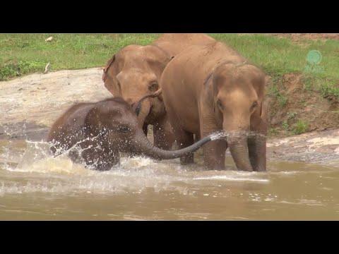 SaNgae's Adventures with Moh Jae and Sooksai - ElephantNews #Video