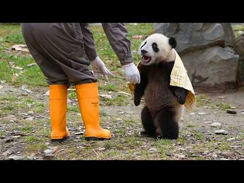 Animals Always Find a Way To Be Hilarious! | Funny Animal Videos 2026 #Video