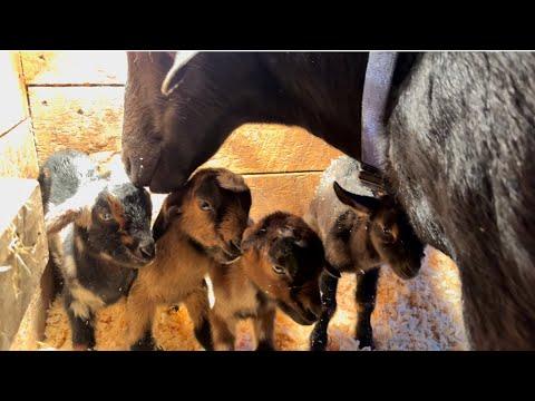 Dilly Bean had Quadruplets! #Video