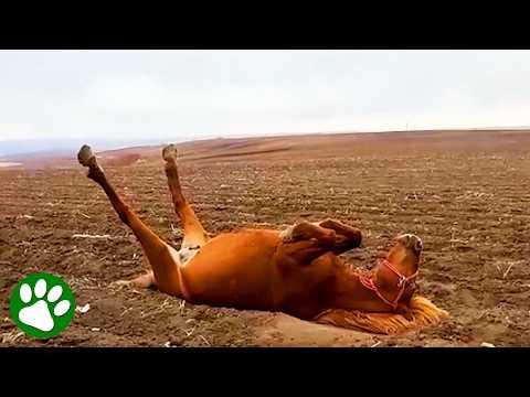 Passersby Rush to Save Exhausted Horse #Video