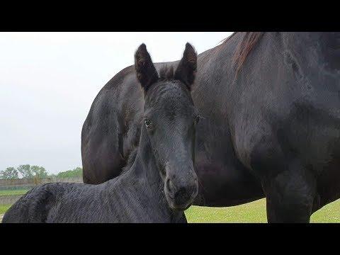 Finally a colt is born! Friesian horse Jonah Rein