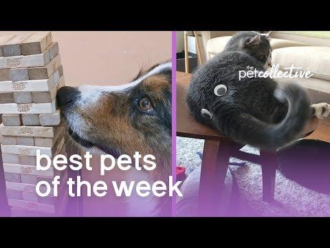 Best Pets of the Week (August 2019) Week 4 | The Pet Collective
