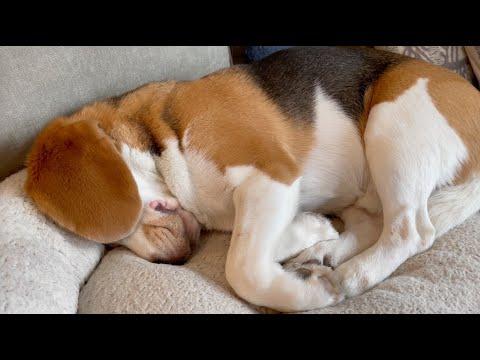 Cute beagle uses floppy ear as eyeshade