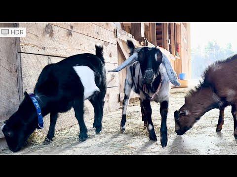 Goats make sweeping fun! #Video