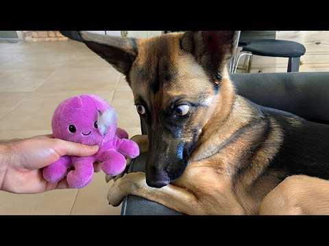 You Won't Believe How FUNNY These GERMAN SHEPHERDS Dogs Are #Video
