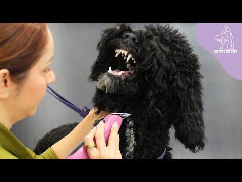 The most banned dog in the grooming salon - Girl With Dogs #Video