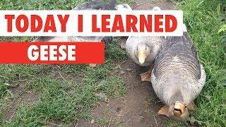 Today I Learned: Geese