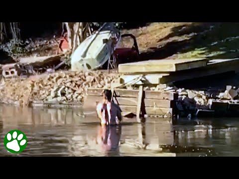 Brave man jumps into freezing lake to save cat #Video