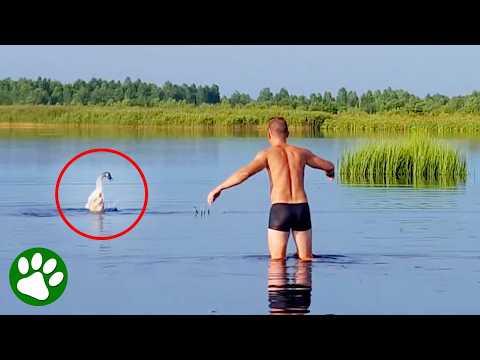 Brave Man Leaps Into Lake To Save Swan in Distress #Video