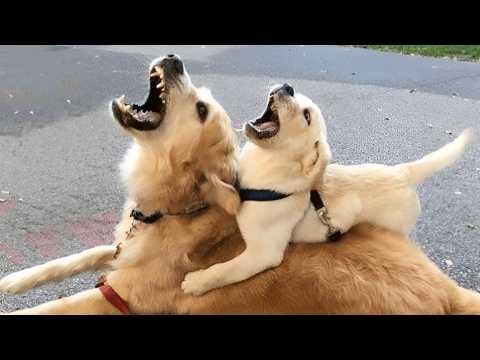 99% These DRAMATIC ANIMALS Are Oscar Worthy!
