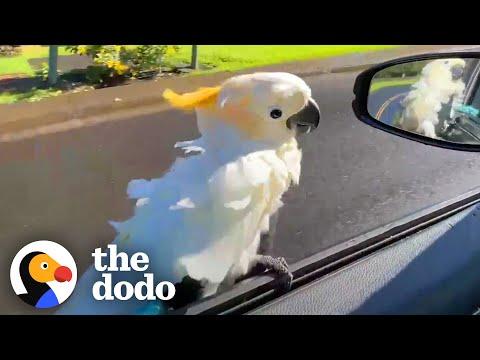 Parrot Loves To 'Surf' On His Dad's Car Window #Video