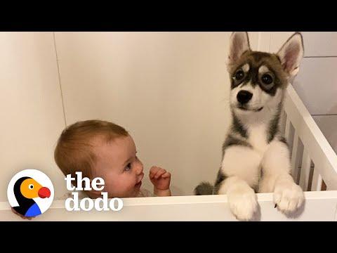 Baby Husky Grows Up With Baby Girl And They Do Everything Together #Video
