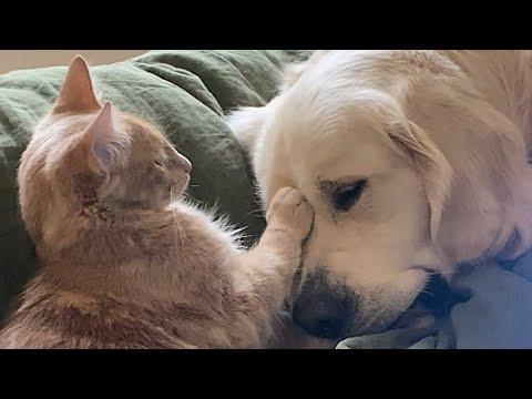 Cats help raise blind dog #Video