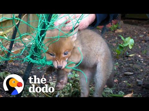 Rescuers Save Trapped Baby Fox #Video