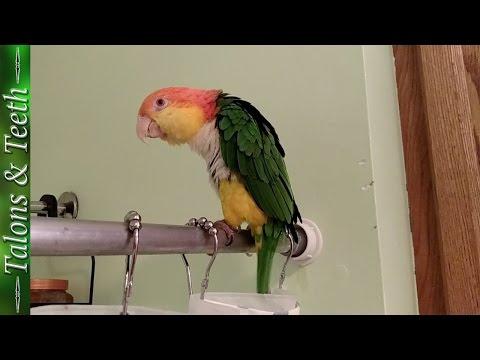 Oliver The Caique Singing In The Shower