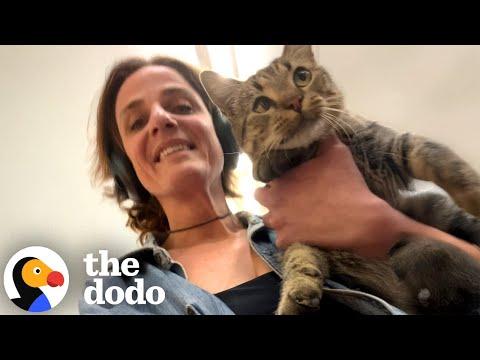 Woman Goes for Pizza and Ends Up Rescuing the Most Adorable Stray Cat #Video