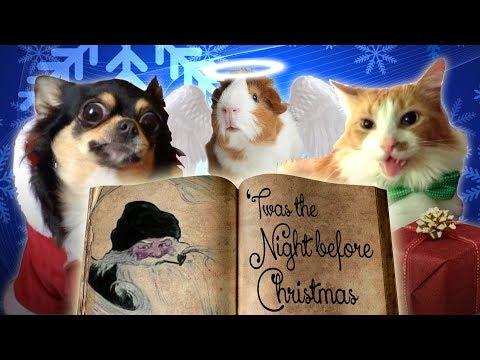 Pets Read Twas The Night Before Christmas