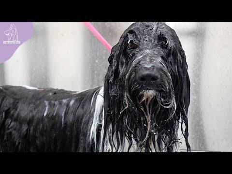 The Owner Was SHOCKED At Pick-Up | Saving The Coat On A Matted Doodle #Video