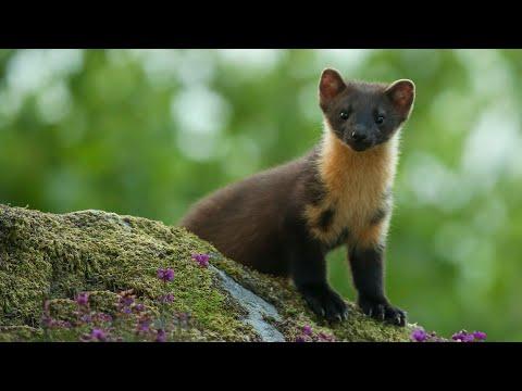 On the Trail of Pine Martens | Discover Wildlife | Robert E Fuller #Video