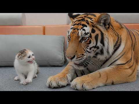 This Cat Slapped The Dog For No Reason | Funniest Cats #Video