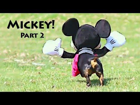 Dog in Mickey Mouse Costume, Part 2