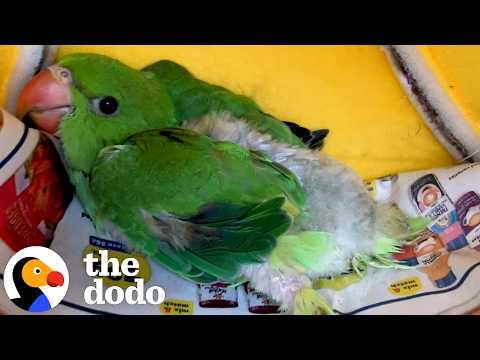 Abandoned Baby Parrot Loves To Snuggle With Her Teddy Bear  #Video