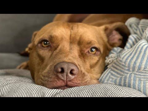I adopted pitbull no one else wanted. Here's how that went. #Video