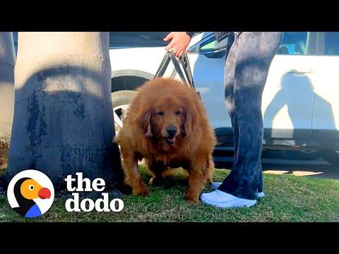 125-Pound Golden Retriever Couldn't Even Stand Up On Her Own #Video